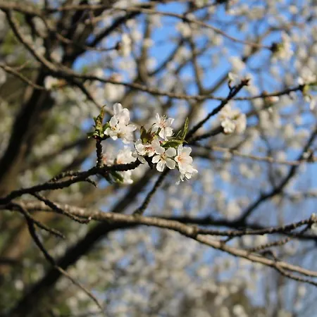Flangini Couette-café Asolo